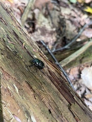 Geotrupes balyi
