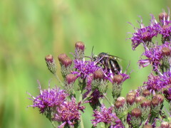 Melissodes denticulatus