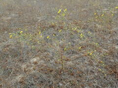 Deinandra paniculata