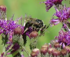 Melissodes denticulatus