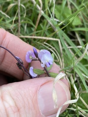 Glycine tabacina