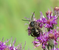 Melissodes denticulatus