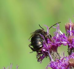 Melissodes denticulatus