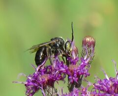 Melissodes denticulatus