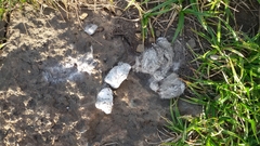 Canis lupus italicus