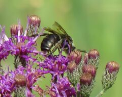 Melissodes denticulatus