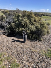 Spheniscus magellanicus