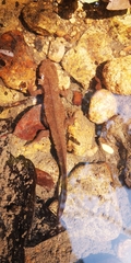 Paramesotriton hongkongensis