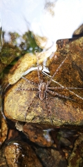 Dolomedes mizhoanus