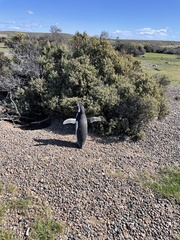 Spheniscus magellanicus