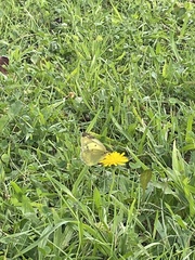 Colias poliographus