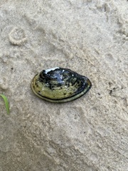 Truncilla donaciformis