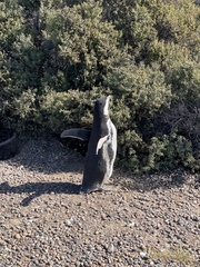 Spheniscus magellanicus