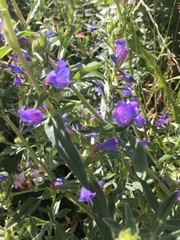 Echium rosulatum