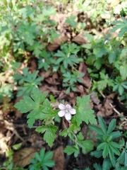 Geranium seemannii