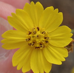 Deinandra paniculata