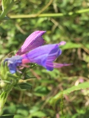 Echium rosulatum