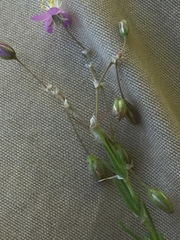 Spergularia purpurea