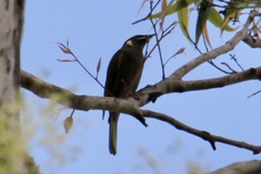 Meliphaga lewinii