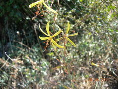 Asphodeline liburnica