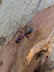 Iridomyrmex lividus