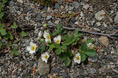 Fragaria virginiana