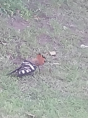 Upupa epops africana