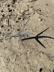 Palafoxia arida arida