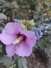 Hibiscus syriacus