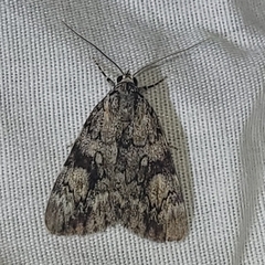 Catocala amica