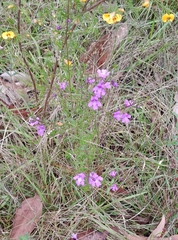 Prostanthera