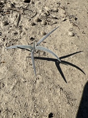 Palafoxia arida arida