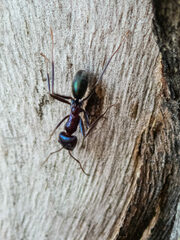 Iridomyrmex lividus