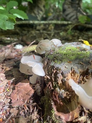 Pseudohydnum gelatinosum