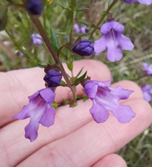 Prostanthera