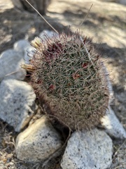 Mammillaria dioica dioica