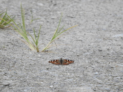 Aglais caschmirensis