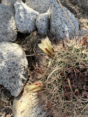 Mammillaria dioica dioica