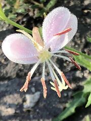 Oenothera suffrutescens