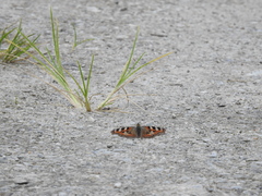 Aglais caschmirensis