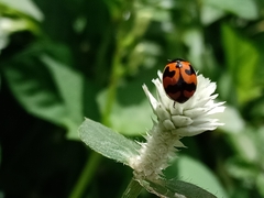 Coccinella transversalis