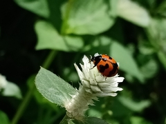 Coccinella transversalis