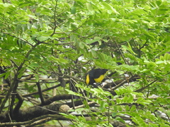 Melanochlora sultanea