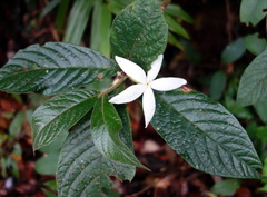 Atractocarpus hirtus