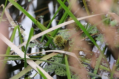 Sparganium americanum