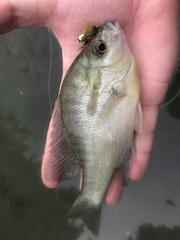 Lepomis auritus