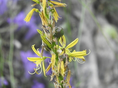Asphodeline lutea