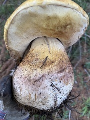 Boletus edulis grandedulis