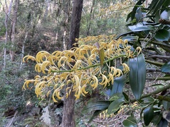 Dendrobium speciosum