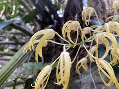Dendrobium speciosum